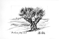 Olivenbaum Son Gual | 7th