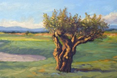 Golf Club Son Gual Mallorca, Olive tree